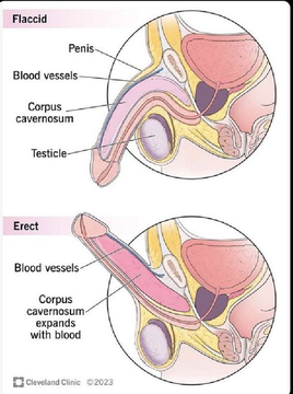 valormental's tweet photo. 10 Hábitos Que Convierten a los Hombres con Baja Testosterona en Bestias de Alta Testosterona.

(Hazlos Todos los Días)

1. Come huevos (La Fábrica de T) https://t.co/8hbIJBNoKK