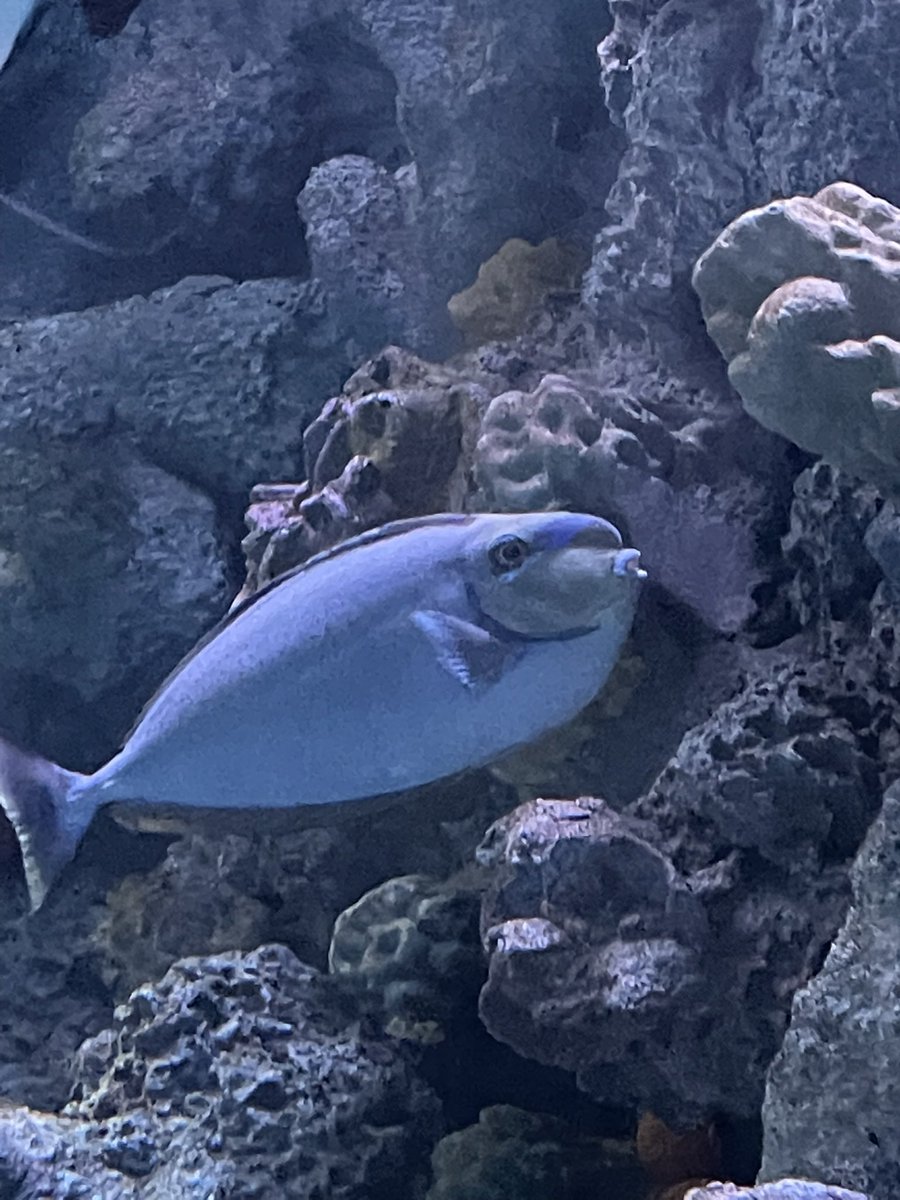 suiroumao's tweet photo. 上海水族馆好好逛 https://t.co/CO8MhjDBDH