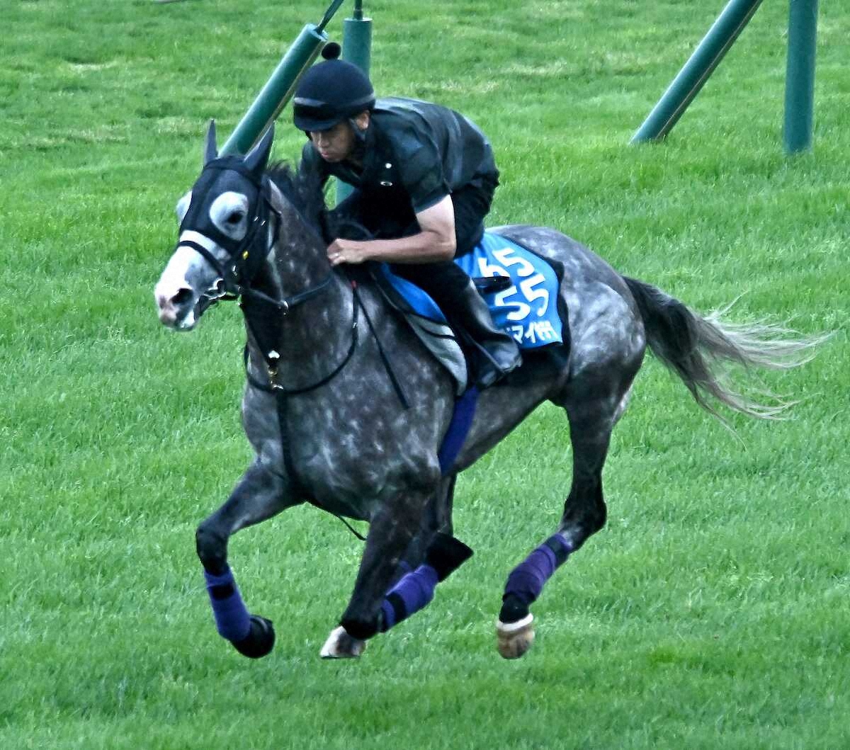 winkeiba_dm's tweet photo. 【札幌記念】アドマイヤテラ　ド迫力伸びラスト1F11秒6　英気を養って充実ムード「何の心配もない」｜WIN!競馬 https://t.co/Ue7tfpi4Gm https://t.co/uD4Mj3zYnf