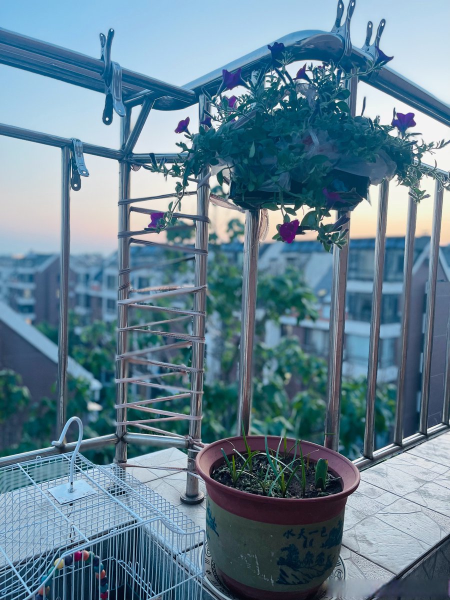 goran04229707's tweet photo. My tiny balcony now has tomato plants u0026 fairy lights—small wins make big cozy vibes https://t.co/DjMp9B8nRQ