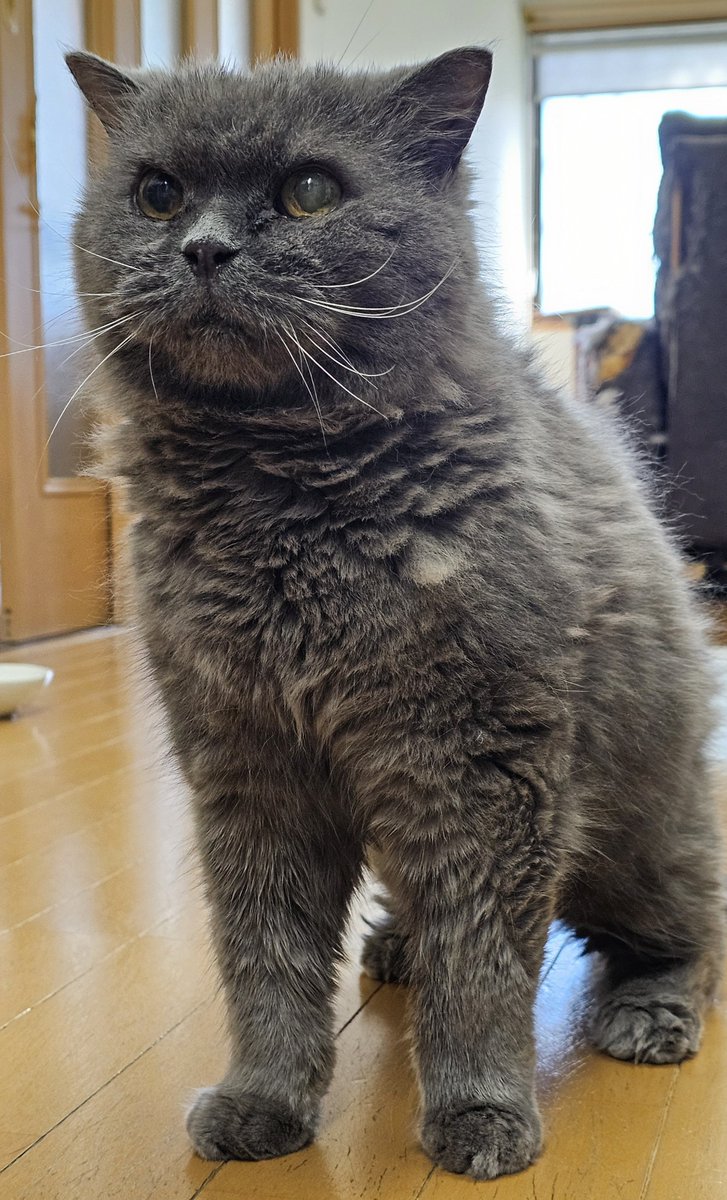 YoMitsuoka's tweet photo. ゴン太の誕生日。18歳になりました。視力は無くて、毛並みも荒くなってきました。毎日ほとんど寝て過ごしてます。それでも食欲は旺盛ですし可愛さは変わりません。抱っこすると喉を大きく鳴らして喜びます。また来年も無事に誕生日を迎えてくれると嬉しいです。 https://t.co/op37V4LAKl