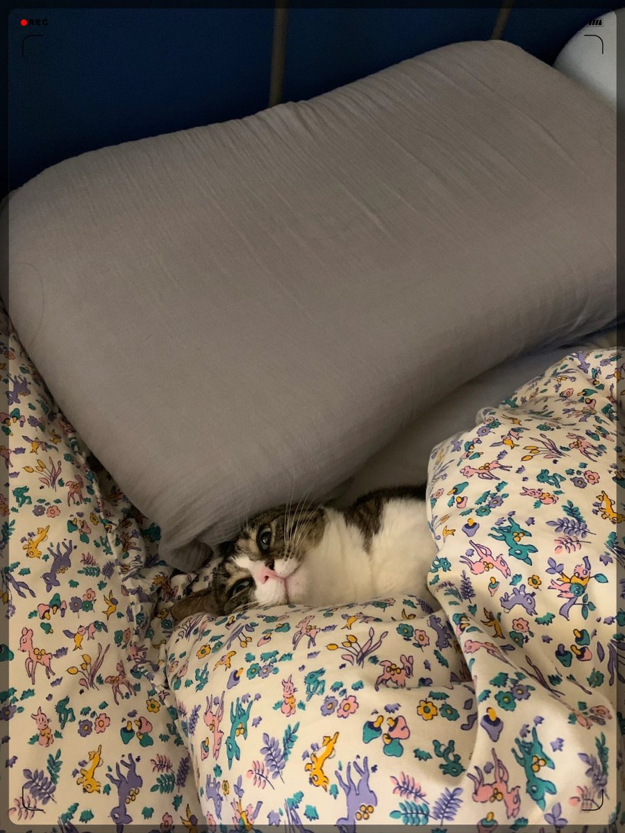 28Chump's tweet photo. Just made warm oatmeal with frozen berries and curled up on the couch with my cat on a rainy Sunday—this is the perfect slow Sunday vibe. https://t.co/apSJvPhe5u