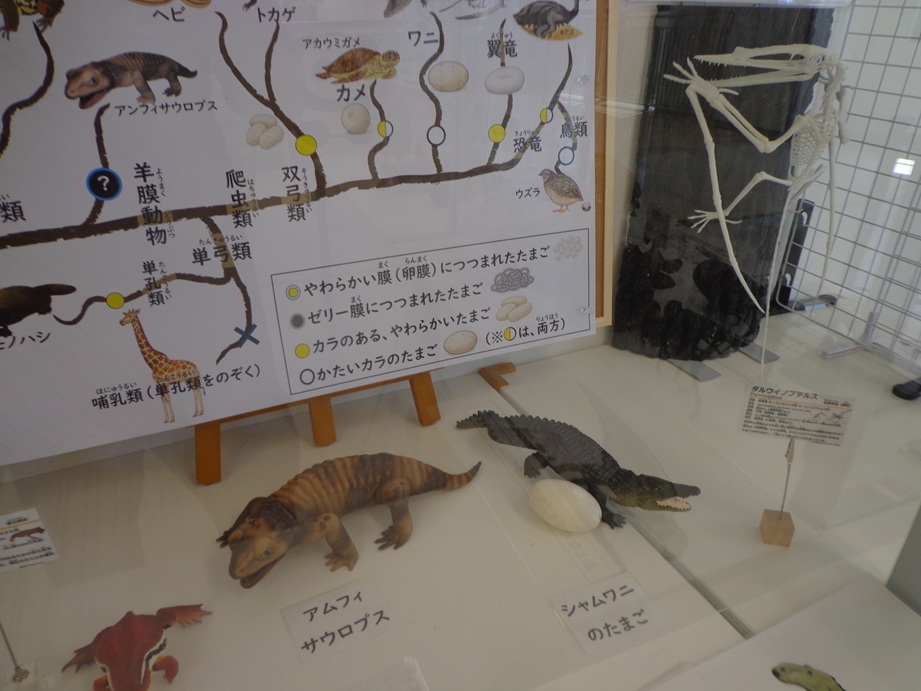 gigant2003's tweet photo. 恐竜、古生物というより、卵と鳥類に焦点を当てて実施した、という印象。ちびっ子の体験講座もある夏休みイベント。生物学に触れるチャンス。エピオルニスのパネル大きい。 https://t.co/YaVZenr7ja