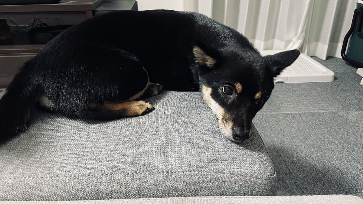 ROMU_RAMU's tweet photo. 今日のイッヌ
器用に狭い椅子を使いこなす柴犬 https://t.co/obpR56wdtD