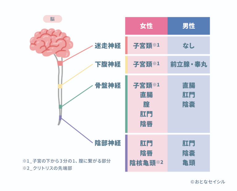 TengaHealthcare's tweet photo. アナルは性感帯？気持ち良い理由を調査💡

肛門はクリトリスと同じ陰部神経や腟と同じ骨盤神経が支配していることから、アナルの刺激でも快感を得られると考えられています👀

人間の身体、奥が深い…💭
https://t.co/Fo81ezd9mw https://t.co/xq2L7dUOJc