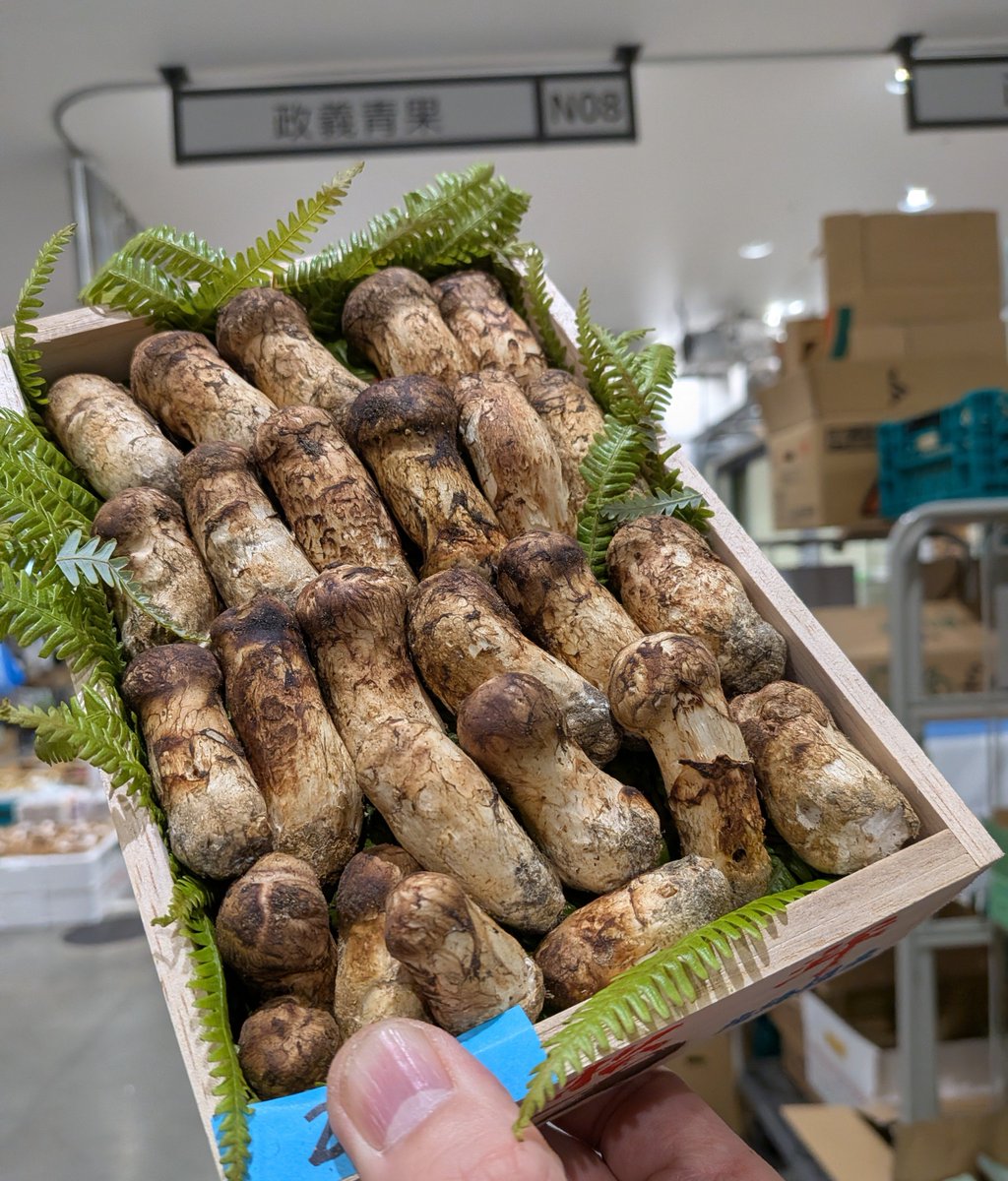 gisyun's tweet photo. 今朝の豊洲市場・政義青果、北海道より松茸が入荷しました♫　お盆休み前ですが、連日の入荷です。ブータン産 中国産もご用意してます😄🍄‍🟫🍄‍🟫🍄‍🟫 #政義青果 #豊洲市場 #北海道産松茸 #ブータン産松茸 #中国産松茸 https://t.co/GuXd6rV6va