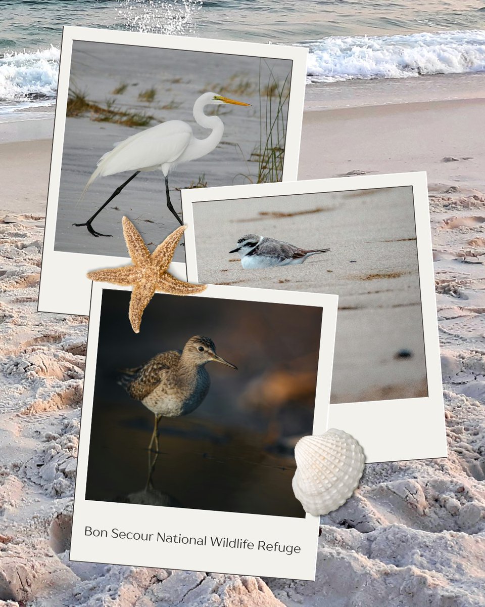 IslandHouseob's tweet photo. Discover Alabama’s untouched coastal beauty at Bon Secour National Wildlife Refuge.
 Just a short drive from Island House Hotel Orange Beach, explore peaceful trails &amp; wildlife, then return to your private beachfront balcony to relax.
https://t.co/pXHzxBaW9H https://t.co/VZS0f4WMk8