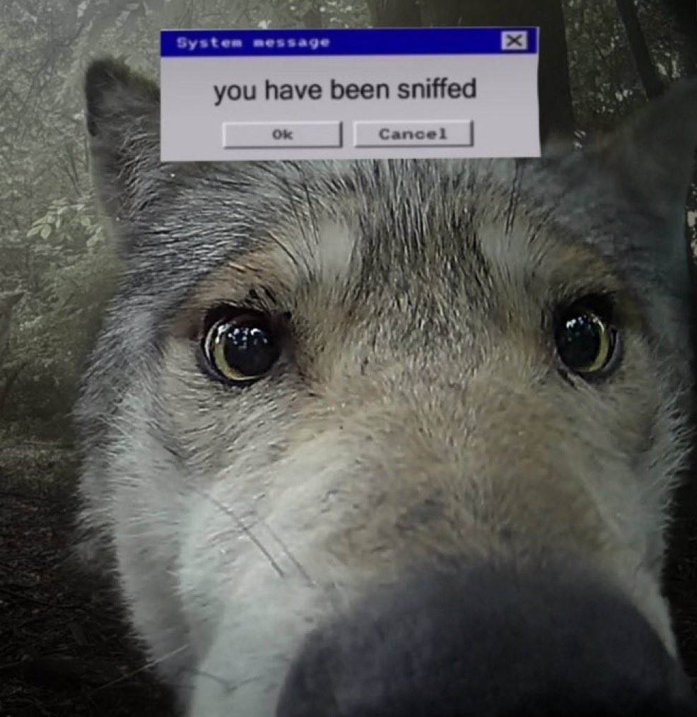 Techwolp's tweet photo. Happy wolf Wednesday https://t.co/zCToAsTFOK