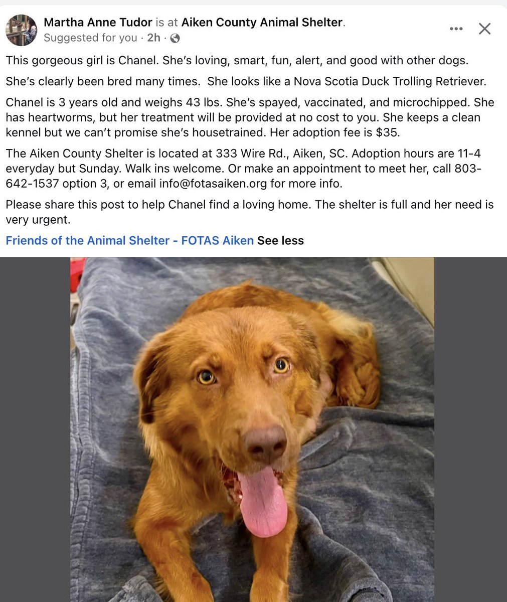 UDarnTuten's tweet photo. Someone needs this pup, located in Aiken County South Carolina. Γ would even help transport.#DogsofX #dogsoftwitter #adopt #DuckToller https://t.co/9ZY5aJcaTb