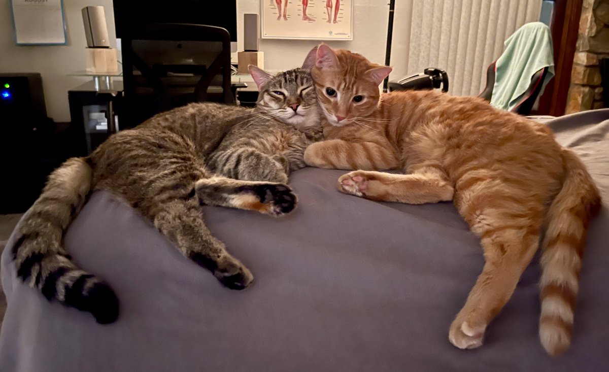 SubduedSnarl's tweet photo. What's New, Pussycats ?🎶

#Furrari #Max 
#Cats https://t.co/JcPBWIGlNm