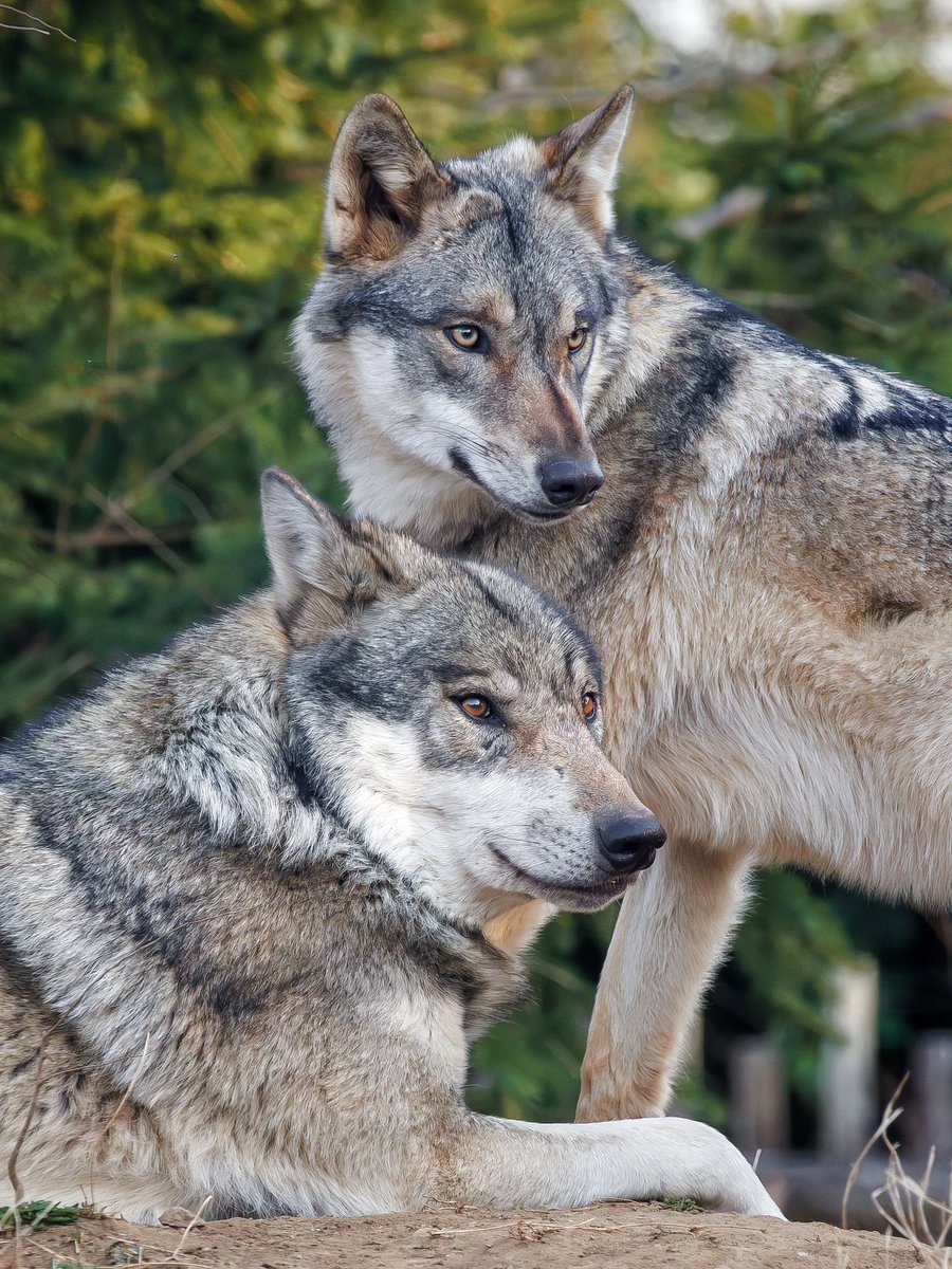 Zan_Animal's tweet photo. 8月13日は #国際オオカミの日 🐺

今年はやっぱりこの2頭。スイスとドイツから来て日本の #多摩動物公園 で出会い、家族を築いた #タイリクオオカミ のスイ＆カヨランで。

家族の絆が強いオオカミの魅力がたくさんの人に伝わりますように。 https://t.co/LmtBbDpuNK