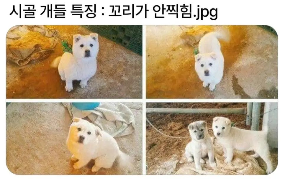 todaygagha's tweet photo. 시골개들 특징 #오늘의개그하 #웃긴짤 https://t.co/2eVzvYLaYr