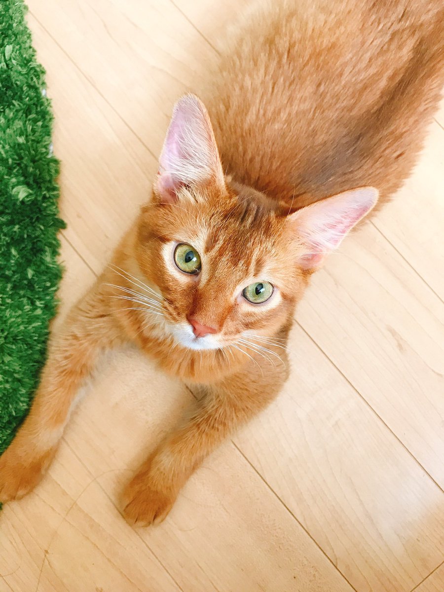 onsomozi's tweet photo. 8年前仕事を続けるために絶対必要な存在だったお猫様。今仕事が忙しすぎるおかげで気がまぎれてるのすごい皮肉。ずっと一緒にいたいのに https://t.co/ZtvhArhPKB