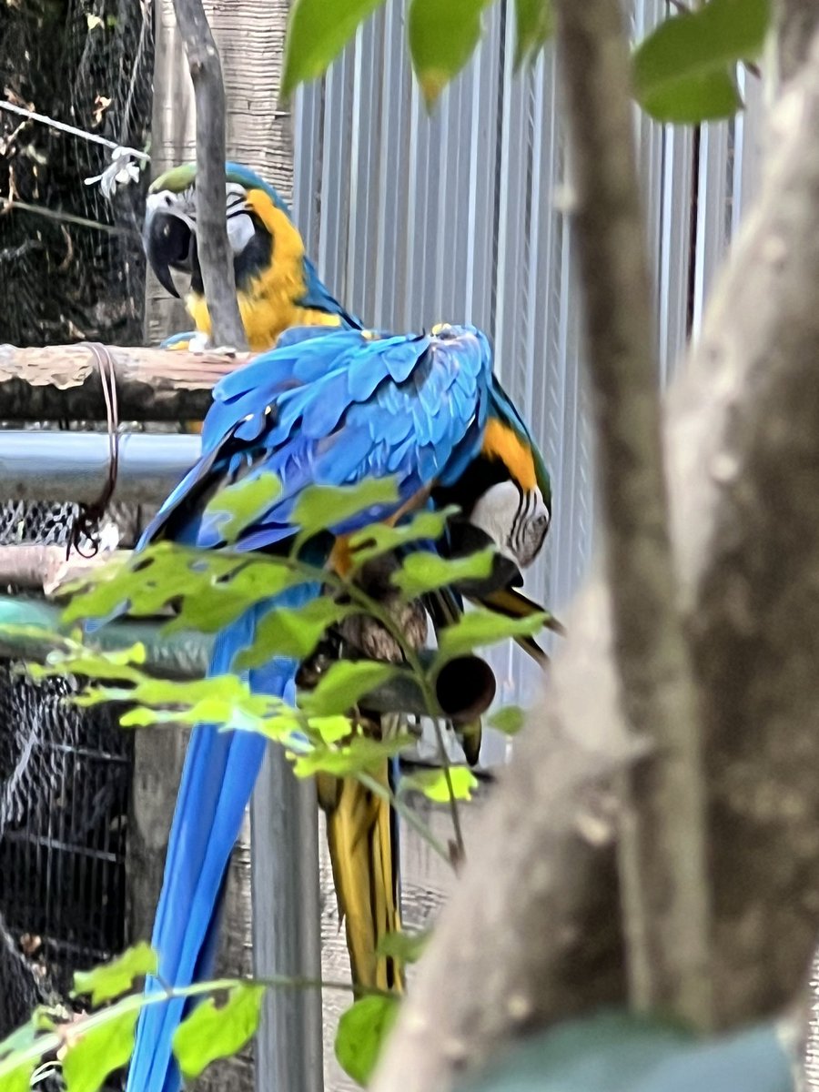 mico1210's tweet photo. #熊本市動植物園

チョッパー
可愛い"(∩>ω<∩)"

キリン🦒も象🐘もライオンもいる

想像以上に広くて、妊婦の嫁ちゃんには過酷だったと反省

近くで虎やライオンを見られる嬉しさよりも、自然の中で暮らして欲しいという思いが勝ってしまう複雑な時間

せめて、ここでお金を使おうと思った https://t.co/fH9nK0vTmG