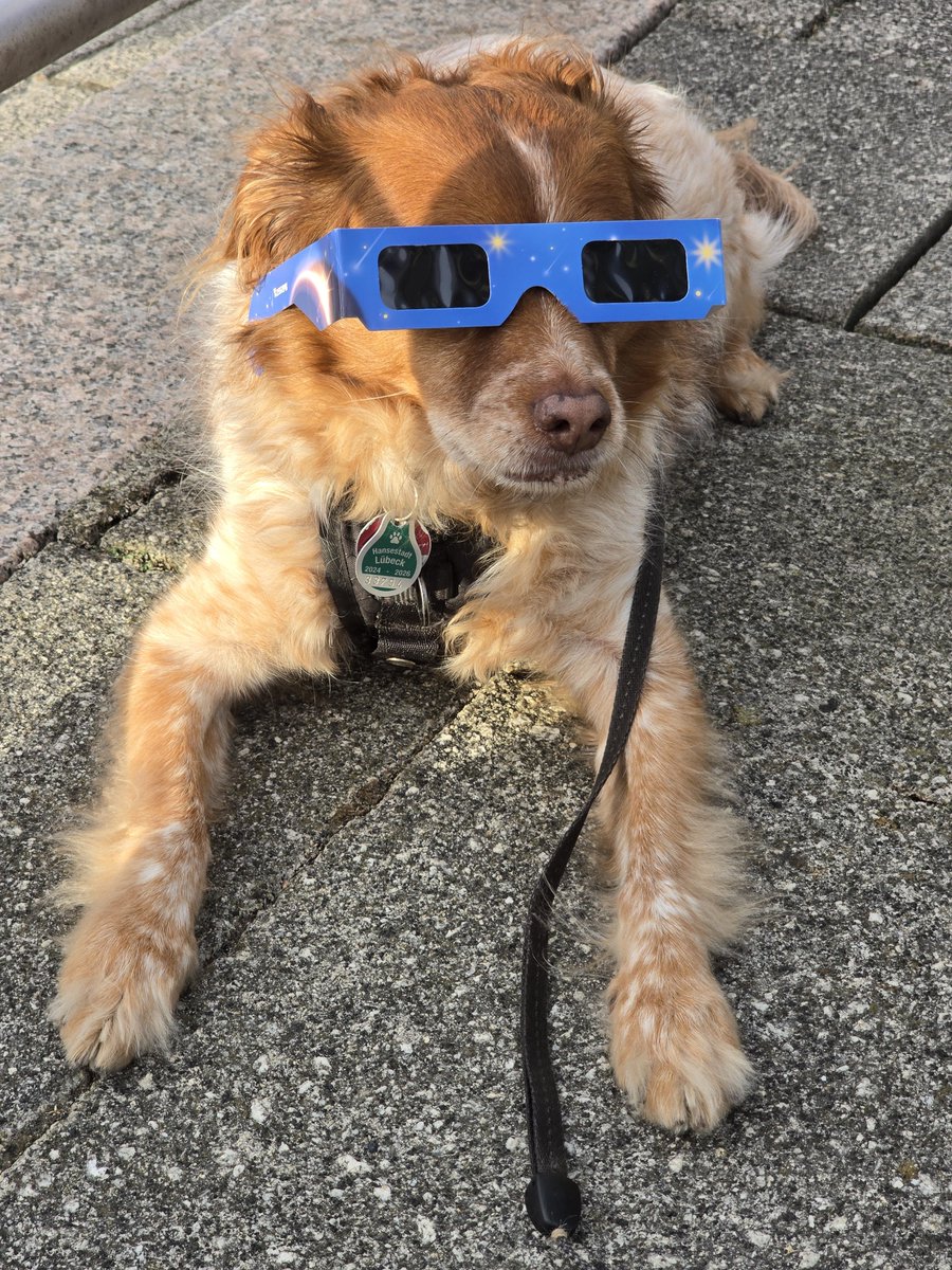 fachheiler's tweet photo. #HerrFlausch hat mit uns heute in Gateshead die #Sonnenfinsternis beobachtet. https://t.co/NaO8CaMAnj