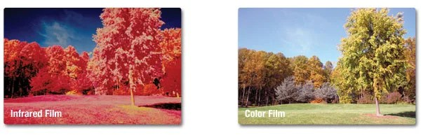 VitalSun_App's tweet photo. The ultimate red light therapy device is a tree on a sunny day 🌳

Leaves absorb some wavelengths (like UV) while reflecting large amounts of red and near-infrared light, and also scatters and diffuses the incoming sunlight, creating a softer, more evenly distributed light field underneath.

So instead of sitting under an artificial panel delivering a narrow band of wavelengths, you're surrounded by a naturally filtered spectrum with a strong component of red and near-infrared light.

Those wavelengths penetrate into tissue and interact with mitochondria, particularly an enzyme called cytochrome c oxidase.

Cytochrome c oxidase sits at the end of the mitochondrial electron transport chain. It helps transfer electrons and drives the process that produces ATP, the energy currency your cells use to do almost everything.

Red and near-infrared light can interact with this enzyme and influence mitochondrial activity, helping support ATP production.

And that matters because your cells need enormous amounts of ATP to repair damaged structures, build new proteins, maintain cellular membranes, regulate signaling, and recover from physical stress.

More available cellular energy means more capacity for the basic work of staying healthy.

It can support tissue repair, influence inflammatory signaling, improve recovery from exercise, and help cells maintain their function when they're under stress.

So sitting under a tree on a sunny day isn't simply getting shade.

You're sitting inside a naturally engineered light environment that filters the sun, redistributes its wavelengths, and surrounds your body with red and near-infrared light.