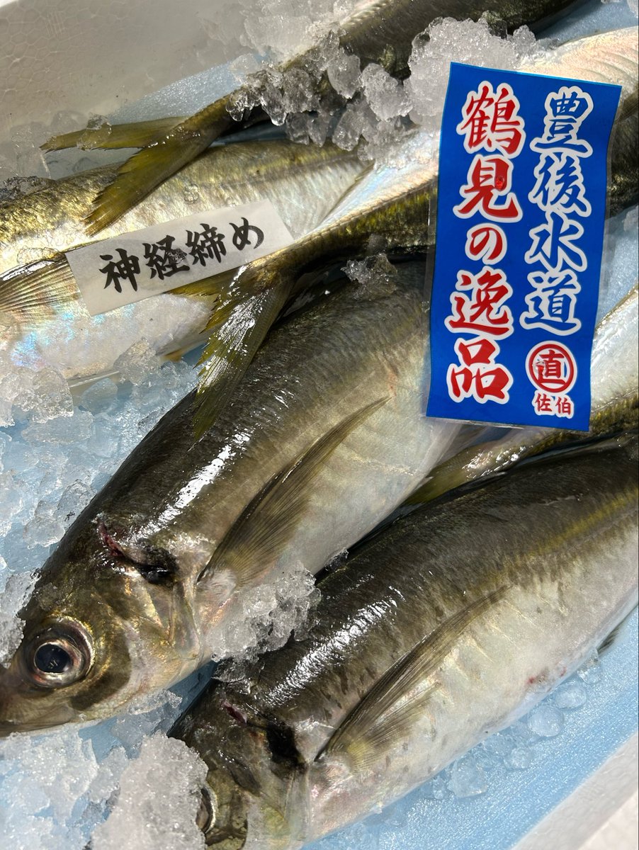 魚虎 うおとら (@uotora2024) / Posts / X