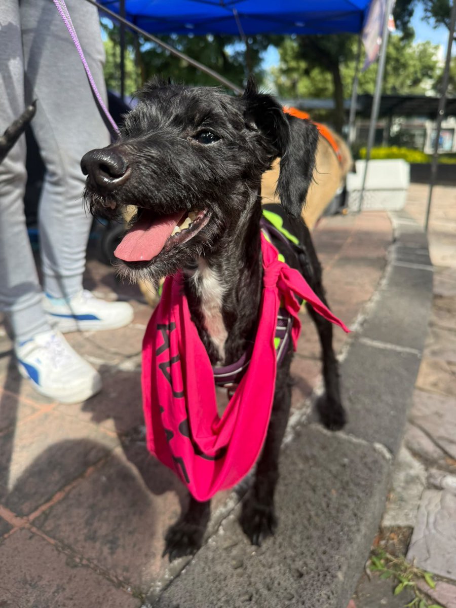 HELA_MORE's tweet photo. ¿Quieres un perrito talla chica y además muy cariñoso? 

Mickey es tu mejor opción.😍

Tiene 6 años,talla chiquita,protocolo completo.

Mickey fue abandonado en la calle,lo aventaron desde un auto en movimiento en periférico con toda la intención de que lo atropellaran.💔

Hoy busca un buen hogar y una familia.
Si no puedes adoptarlo,ayúdanos compartiéndolo.
Estamos en CDMX.