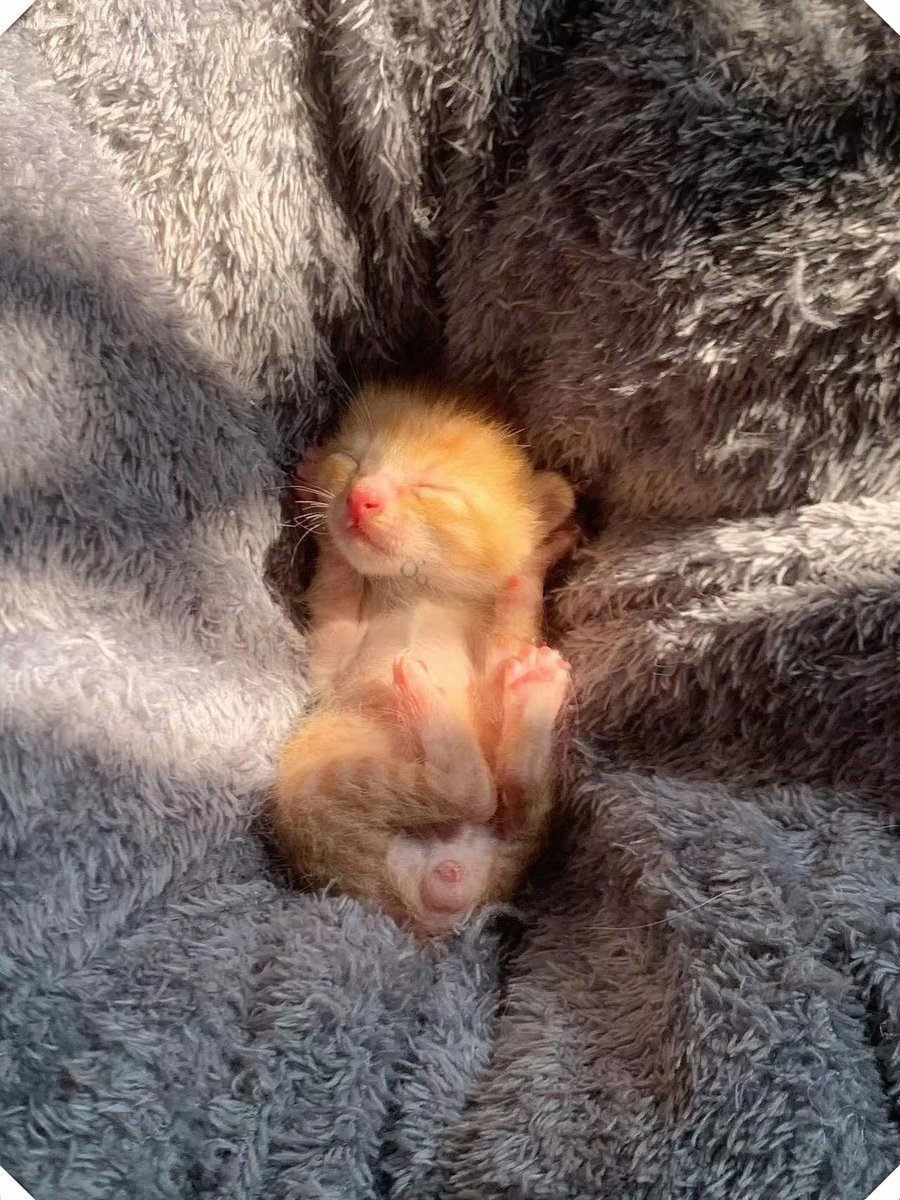 TTyler1995's tweet photo. My little fur buddy hit 6 months old today! From a wobbly newborn puff to a playful, zooming ball of energy  Every growth milestone is the best gift ever. https://t.co/XqkgZxfqyL