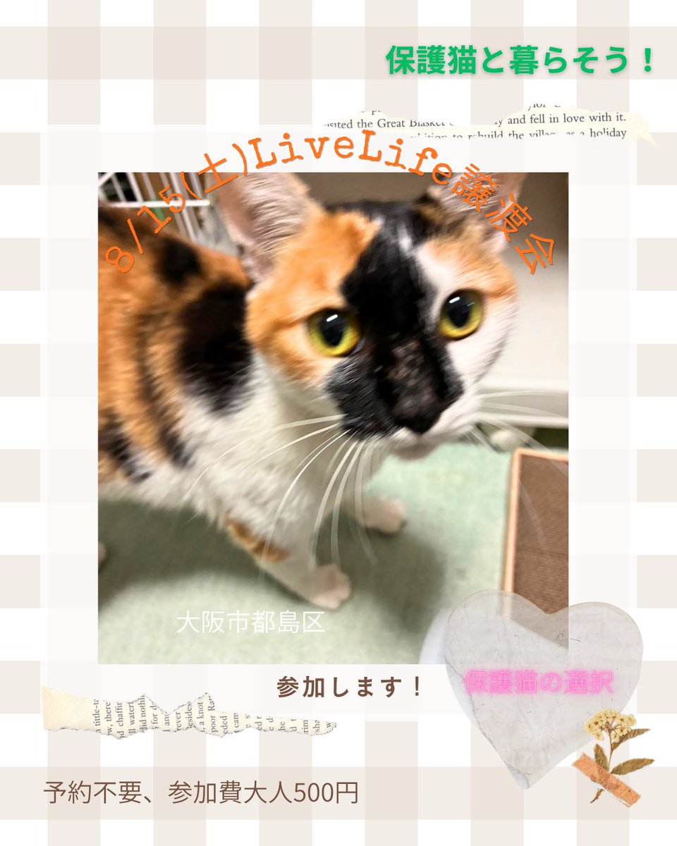nekonohigurashi's tweet photo. 8/15(土)リブライフ譲渡会参加猫
大阪市都島区　13時〜16時まで

モモ、メス、4歳

急にTNRの管理現場に現れたモモちゃん。お外でも抱っこもできる人慣れなので保護されることになりました。
個性的な柄の三毛猫さん。とても甘え��さんで、すぐ人のそばにくるので写真も撮れません😅 https://t.co/53VOXANAOa