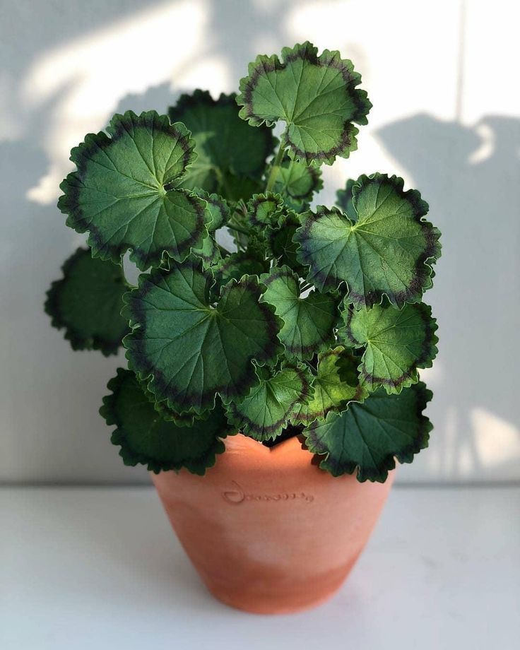 greenvibe's tweet photo. When green is all the color you need https://t.co/mPb3wF14vp
