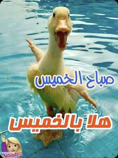 ssgg14261's tweet photo. هلا بالخميس الونيس والفلله https://t.co/AxSLbguDZN