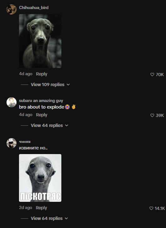 spongeyxbt's tweet photo. May the spear of poseidon strike me down and let hades consume my soul if this meme isn't a giga gem narrative.

this dog is like the #1 tiktok dog memed on tiktok

wallahi left, stare memes, all types of shit

needs a coin https://t.co/yxP972TPPs