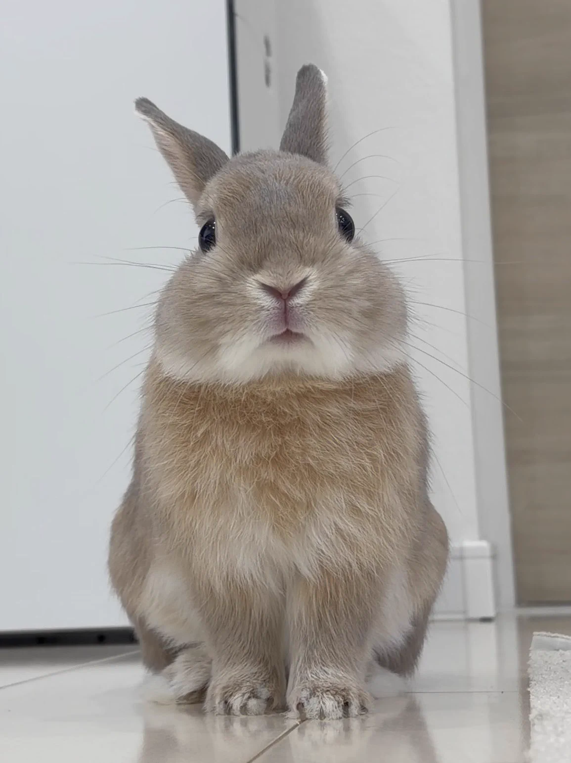 うさぎのもか on X: 