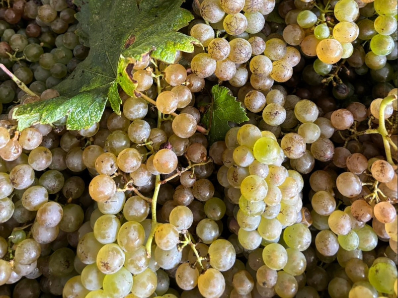 On__Wine's tweet photo. Climate Change and Riesling’s “Petrol” Problem
by Pam Roberto, @WineReviewOnlin
https://t.co/C1IJCaG7r6
#Wine #Riesling #WineReviewOnline https://t.co/YYflAh7JLI