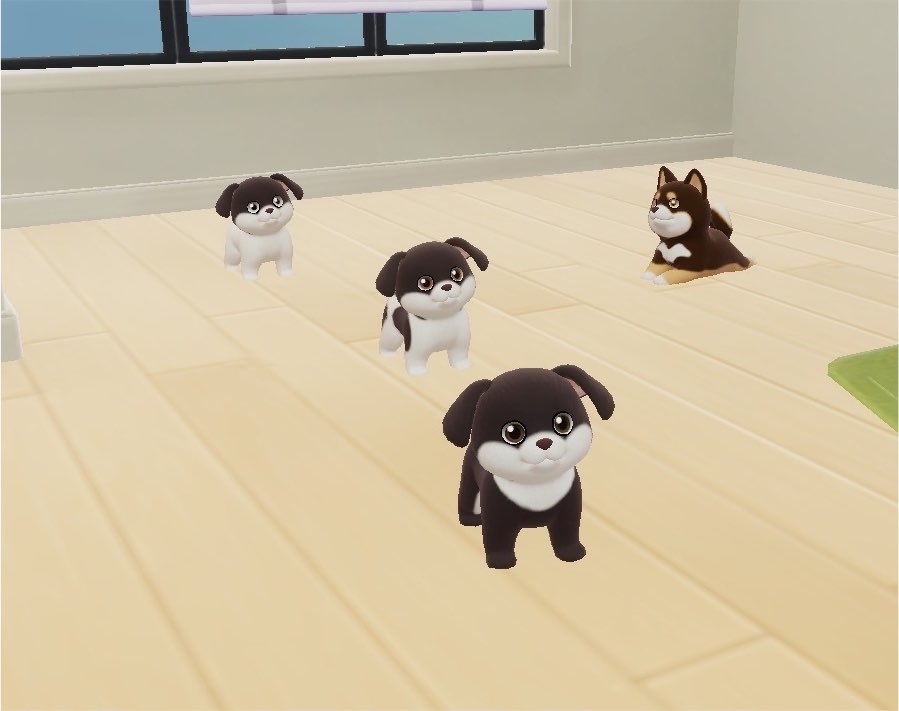 mona_0109c's tweet photo. 本日のペットショップ3連犬 https://t.co/ZwkCeeB176
