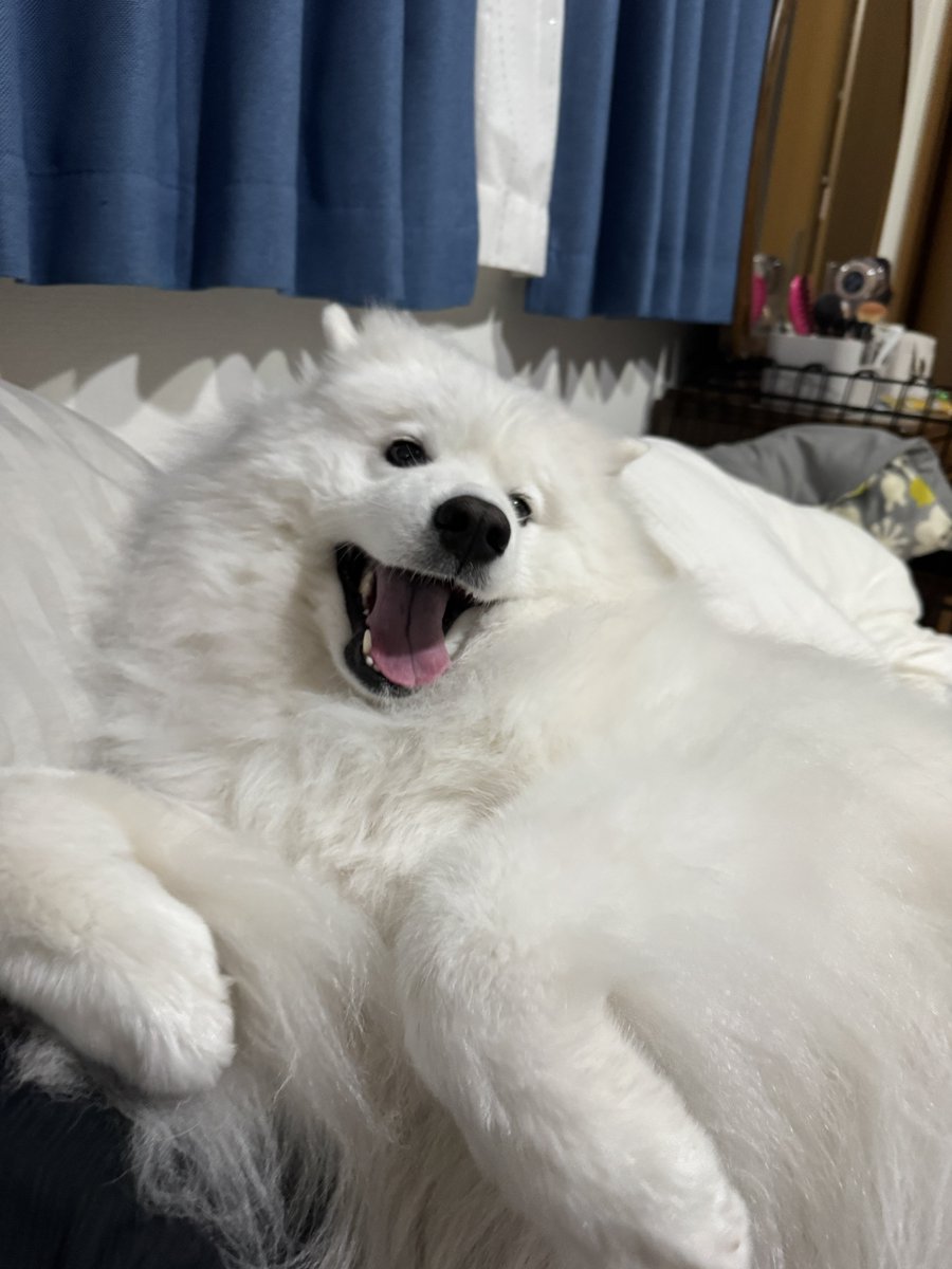 Samoyed_ELLE's tweet photo. ベッドのど真ん中に居座るので飼い主は端においやられています。許します。 https://t.co/bHz7yZfTYY