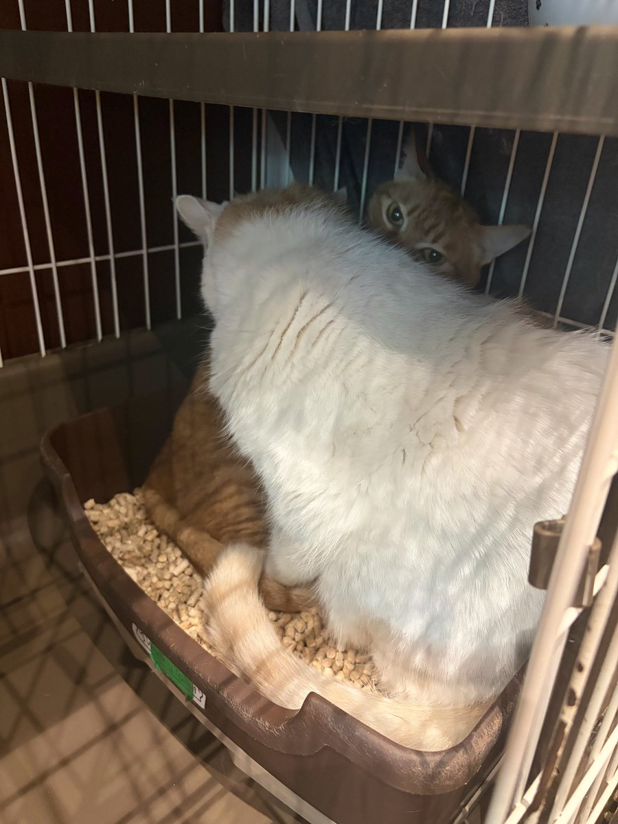 bakenekocafe's tweet photo. BAKENEKOフライデー

猫カフェ店内で熱愛
店内角でこっそりとーー

昼下がりの化猫茶屋内で、
人気猫のおもちが美しい茶猫を吸引していた。

おもちは終始ご機嫌な様子で、
しばらく彼女を吸引した後、
接客業務に戻っていった。

紳士的な立ち振る舞いでした。
愛の力で更なる活躍を期待しています。 https://t.co/EUQZC3j2Q0