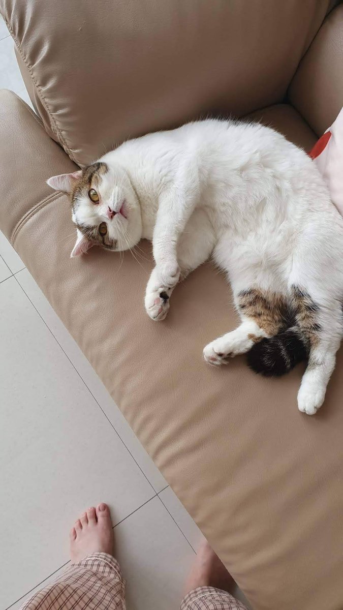ploypuanggg's tweet photo. แมวเพื่อนหายยฝากช่วยรีหน่อยค่าา 🥹

ประกาศตามหาแมวหาย แถวบางรัก สี่พระยา ชื่อน้องชาชู เพศผู้ สก๊อตติชโฟล สีขาวน้ำตาล

อายุ 8 ขวบ เชื่องมาก ไม่กัด ใครพบเห็นมีเงินรางวัลนำส่ง

รบกวนโทร 0909546556, 0818306130 🙏🏻 https://t.co/KfxI5bjiH1