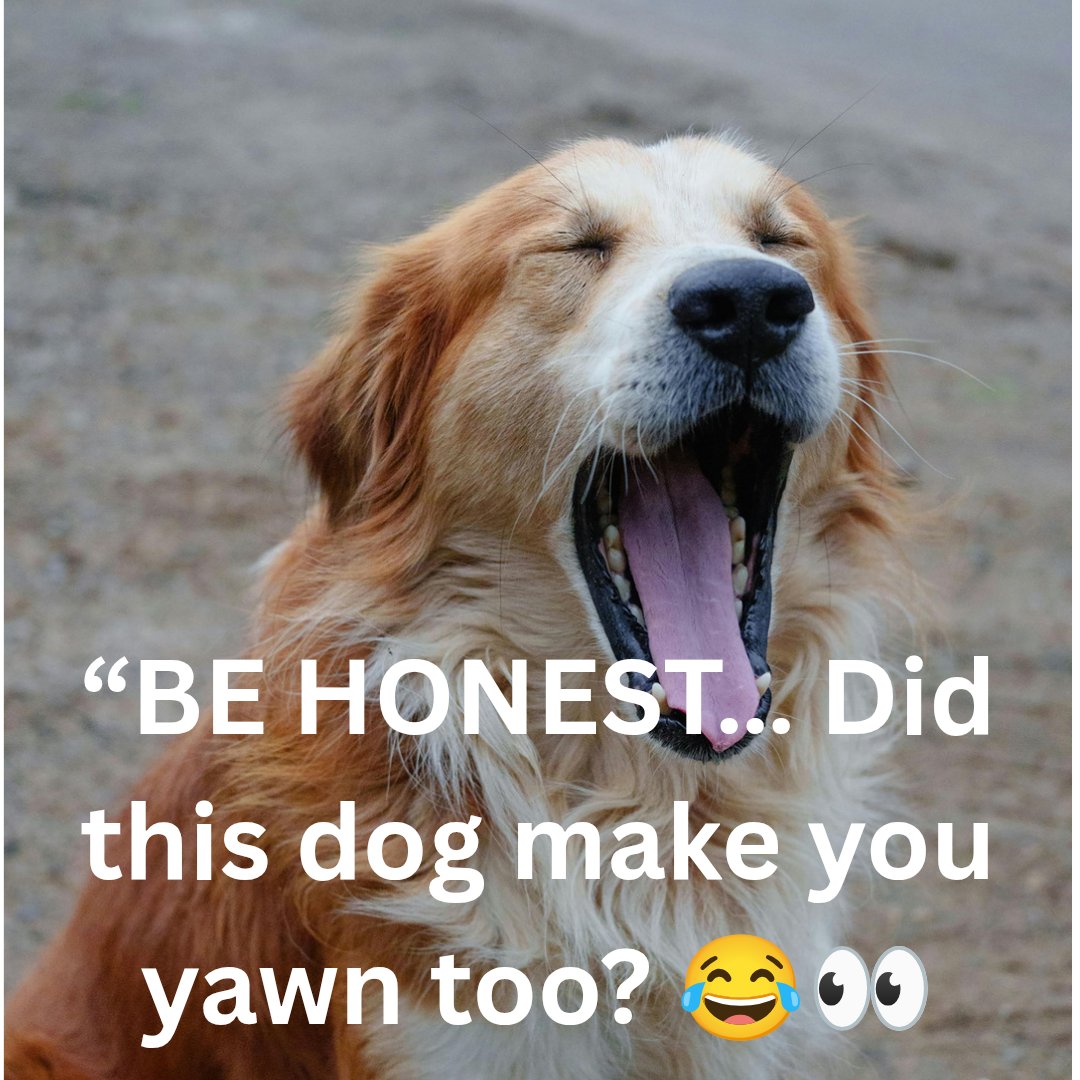 JohnSmithgputy's tweet photo. #monkeyapp #varalpost #omegle #ometv #thundr https://t.co/LKV3mkTOQV