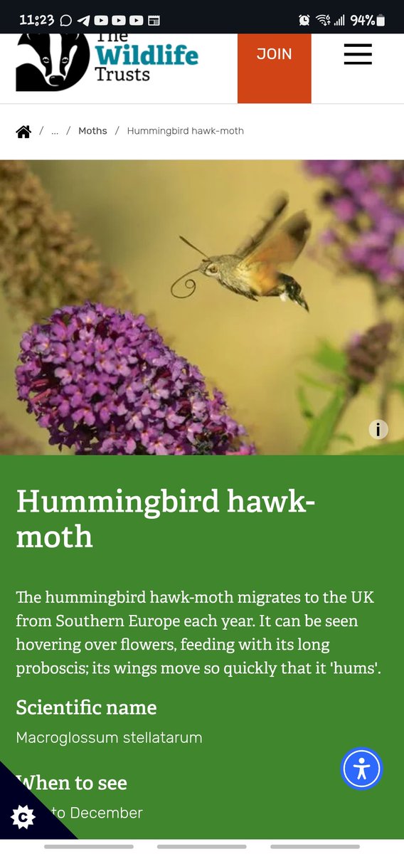 poochypup's tweet photo. For all you furry artists out there, plushy makers and whoever~
now go! make hummingbird hawk moth sonas and plushies, and arts~
They're just so amazing and cute afterall~ =3 https://t.co/iohOpQl2oO
