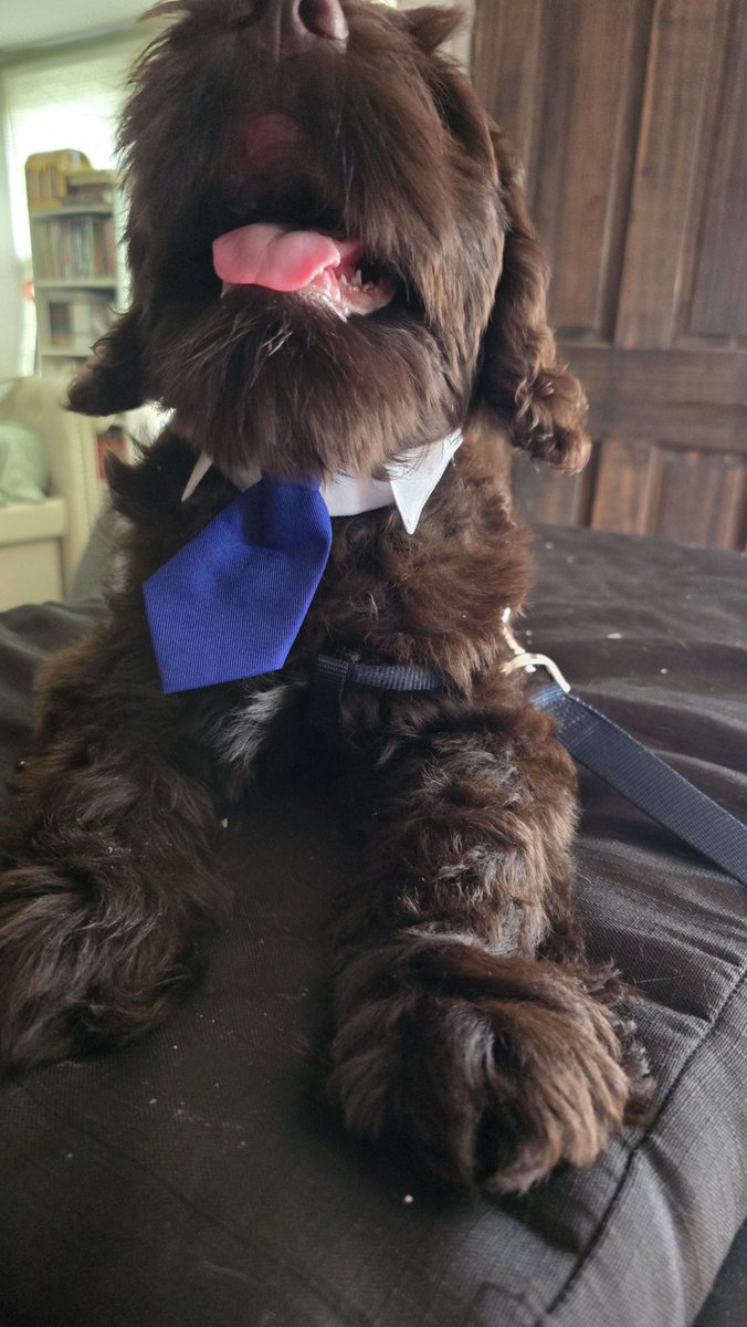 FeileacanCu's tweet photo. I got my box of fan mail from Offkai. I just want to say a huge thank you to everyone who sent such lovely letters. I'll go through them all in a future Oshiete Yo Cu Sensei stream, but I especially want to thank LilaCiaran for Duke's new collar! He's up to srs business now https://t.co/BXUabJmZED