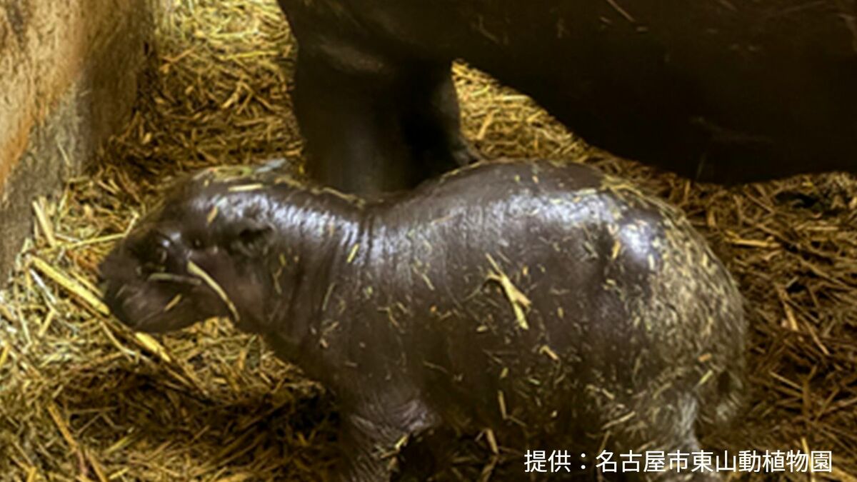 livedoornews's tweet photo. 【可愛い】世界四大珍獣｢コビトカバ｣の赤ちゃん産まれる 名古屋・東山動植物園
https://t.co/bdzE1ga4rA

東山でのコビトカバの出産は2023年以来で、無事に育つと1994年以来になる。性別はわからないが、母親のそばで元気に動き回る様子が確認できるという。 https://t.co/8nWM6AeTNk