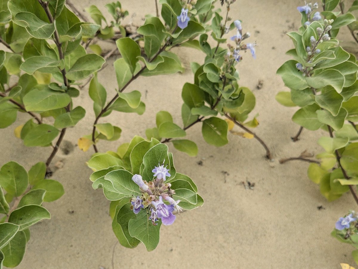 mapleleaffeb's tweet photo. おはようございます
散歩道でみつけた、ハマゴウの花
今日から世間ではお盆休みですね
よいお盆をおむかえください
#TLを花でいっぱいにしよう
#キリトリセカイ https://t.co/uZQxFeoFdQ