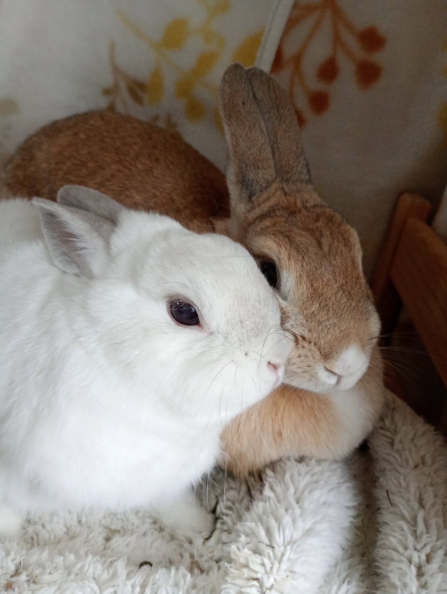 paeonialacti1's tweet photo. シトリンは優しい

#うさぎ
#うさぎ大好き
#うさぎのいる生活
#うさぎのいる暮らし
#パールたんとシトリンとオレオ https://t.co/vcV41AyYC9