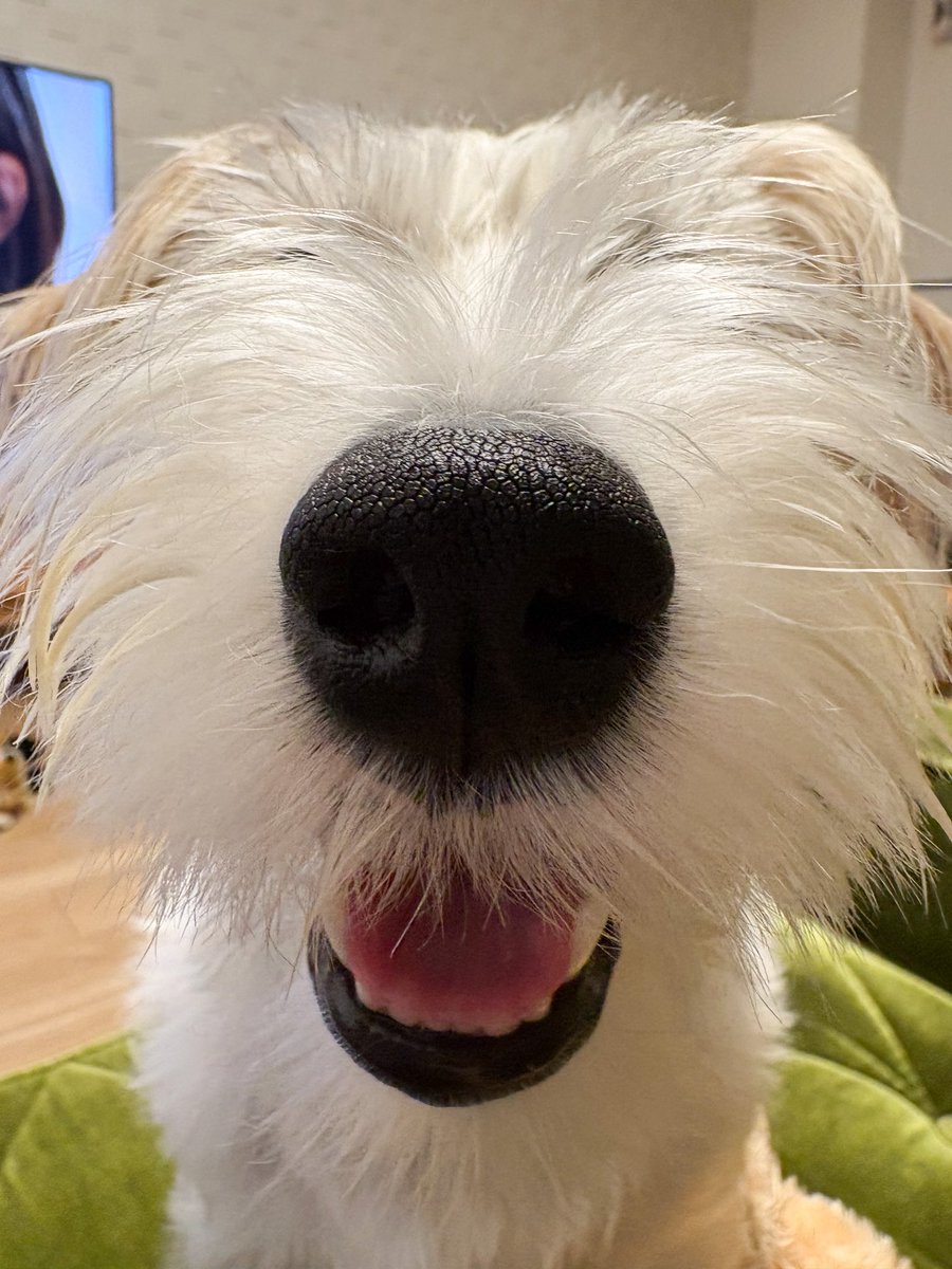 petitnatty's tweet photo. @LgRI0OLg1iuMDpf よろしくおねがいします🐾 https://t.co/3LK3NzRPSW