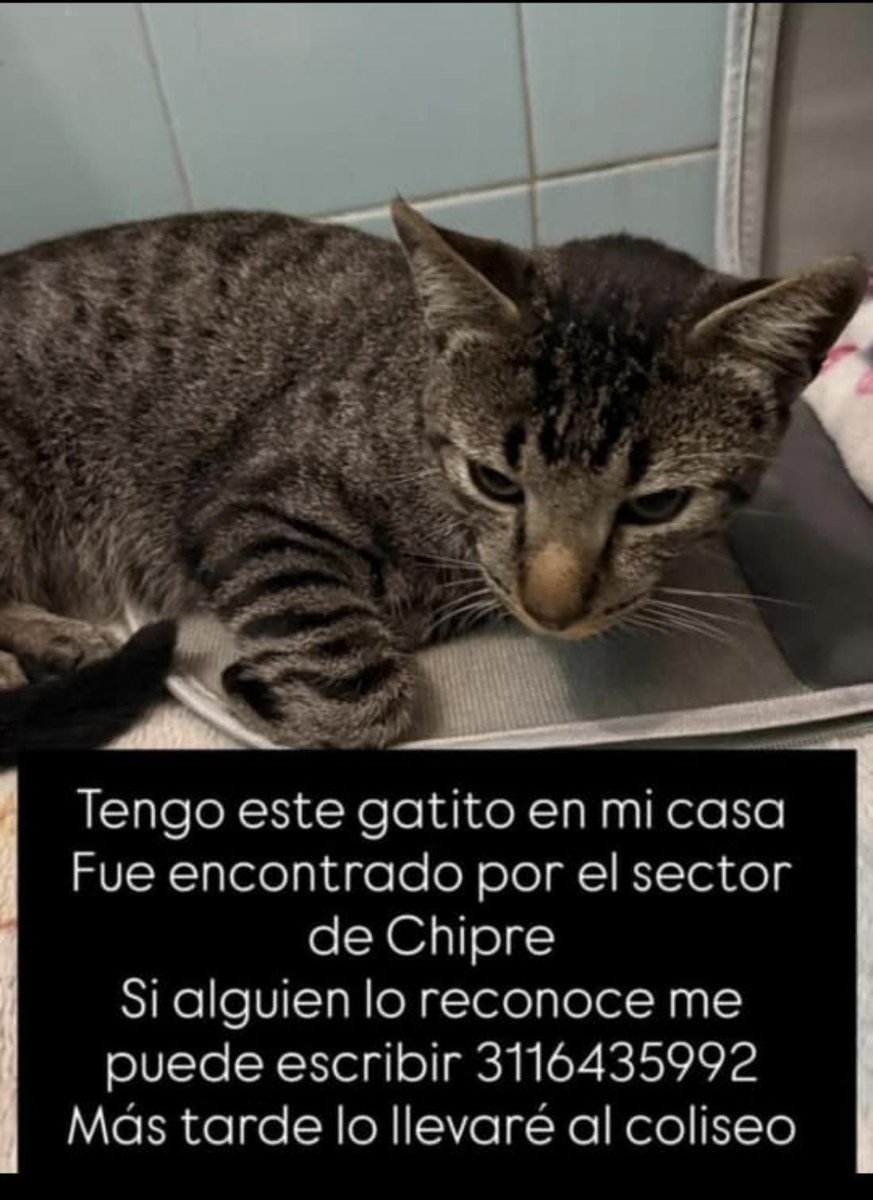 losbuscamos_col's tweet photo. Encontrado gato  después del  temblor. Manizales  #MascotasSismoColombia #RescateAnimalSismo #AnimalesTemblorColombia #AnimalitosPerdidosCol #manizales https://t.co/PPBo2zOZIT