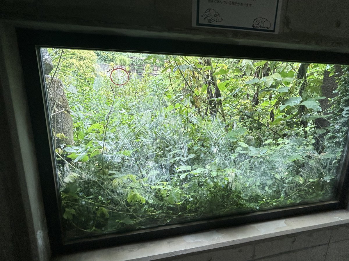 a__020710's tweet photo. 通行はできませんがトイレ側のガラス窓が開放されてました☺️
そして4頭並んでのびーをしているイラストがたまらなく可愛い🤭🤍
担当さんがわかりやすく芸術を丸くして描いてくださっています🐺✨
ありがとうございます🙇‍♀️🙇‍♀️ https://t.co/Z61DOMTWYD