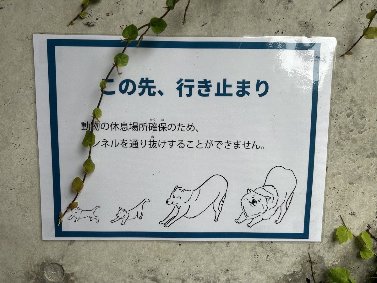 a__020710's tweet photo. 通行はできませんがトイレ側のガラス窓が開放されてました☺️
そして4頭並んでのびーをしているイラストがたまらなく可愛い🤭🤍
担当さんがわかりやすく芸術を丸くして描いてくださっています🐺✨
ありがとうございます🙇‍♀️🙇‍♀️ https://t.co/Z61DOMTWYD