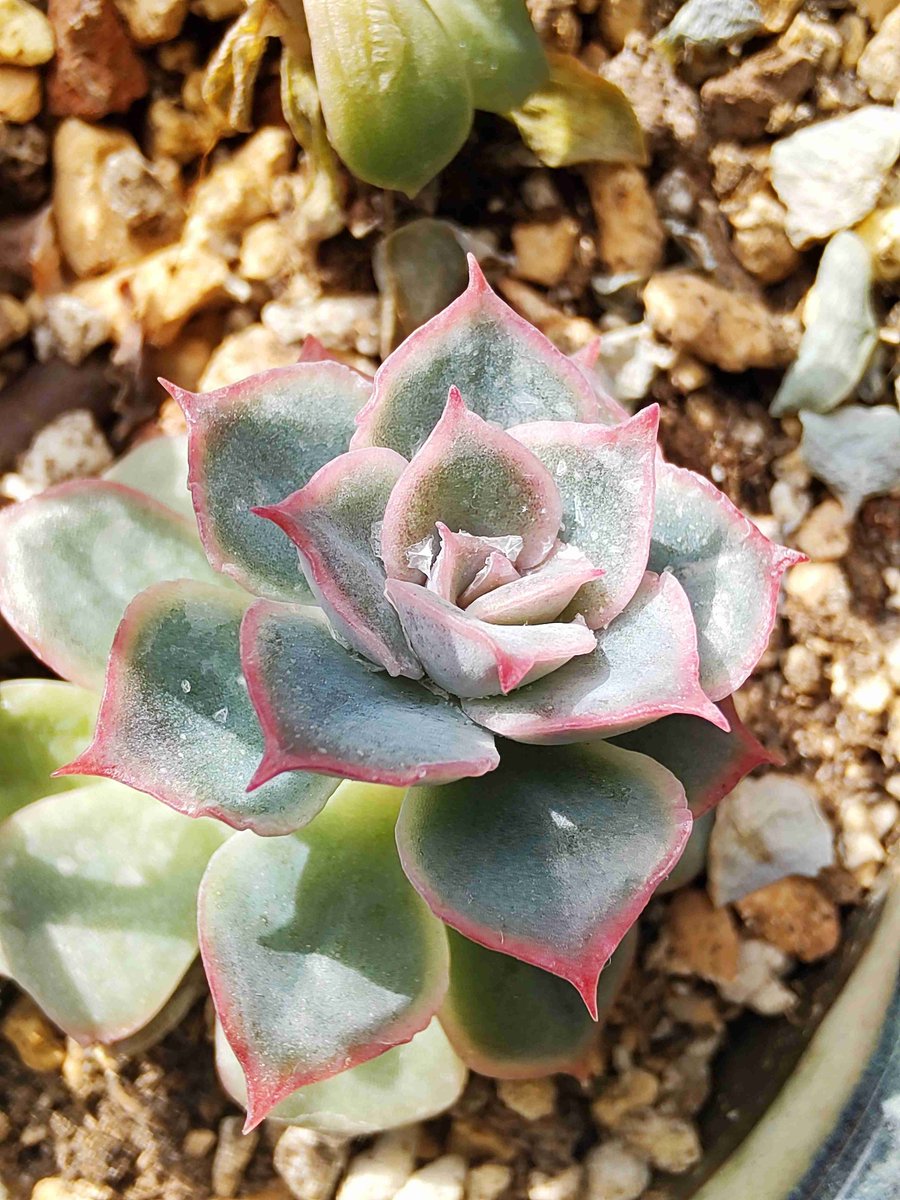 starbird99's tweet photo. Turn old glass jars into cute succulent planters—zero waste + instant charm!  #UpcycleDIY https://t.co/rIjSMiYnN2