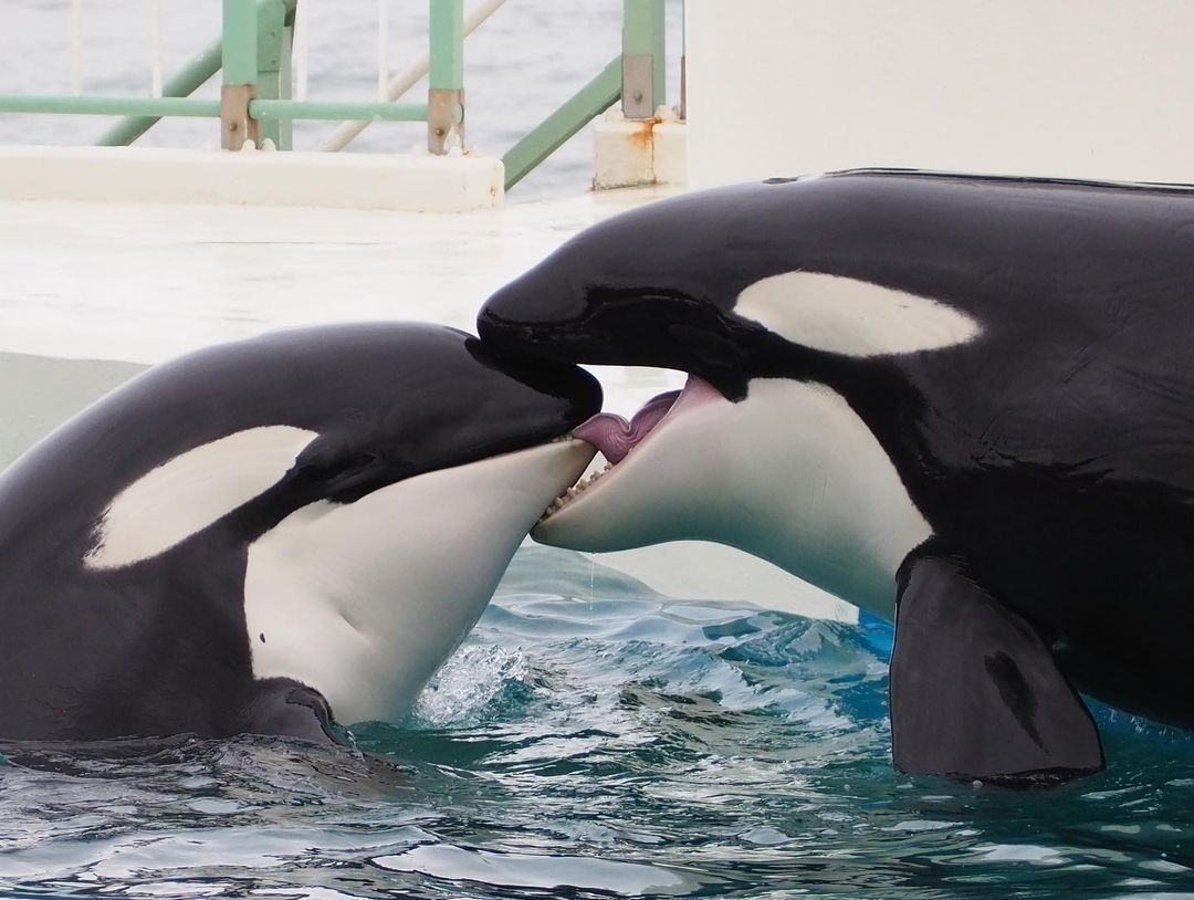 equine__dentist's tweet photo. me and my freaky ass orca wife doing that thing with our tongues https://t.co/L1gpLrujqB