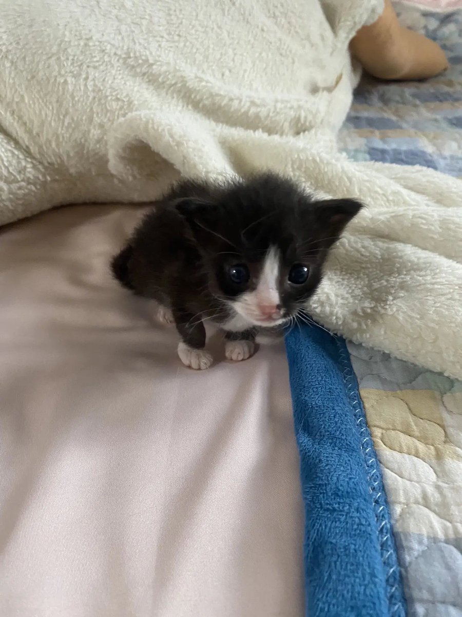 catsloversclubx's tweet photo. Too small to be this adorable. 🐾🖤🤍 https://t.co/KyyEixQiFj