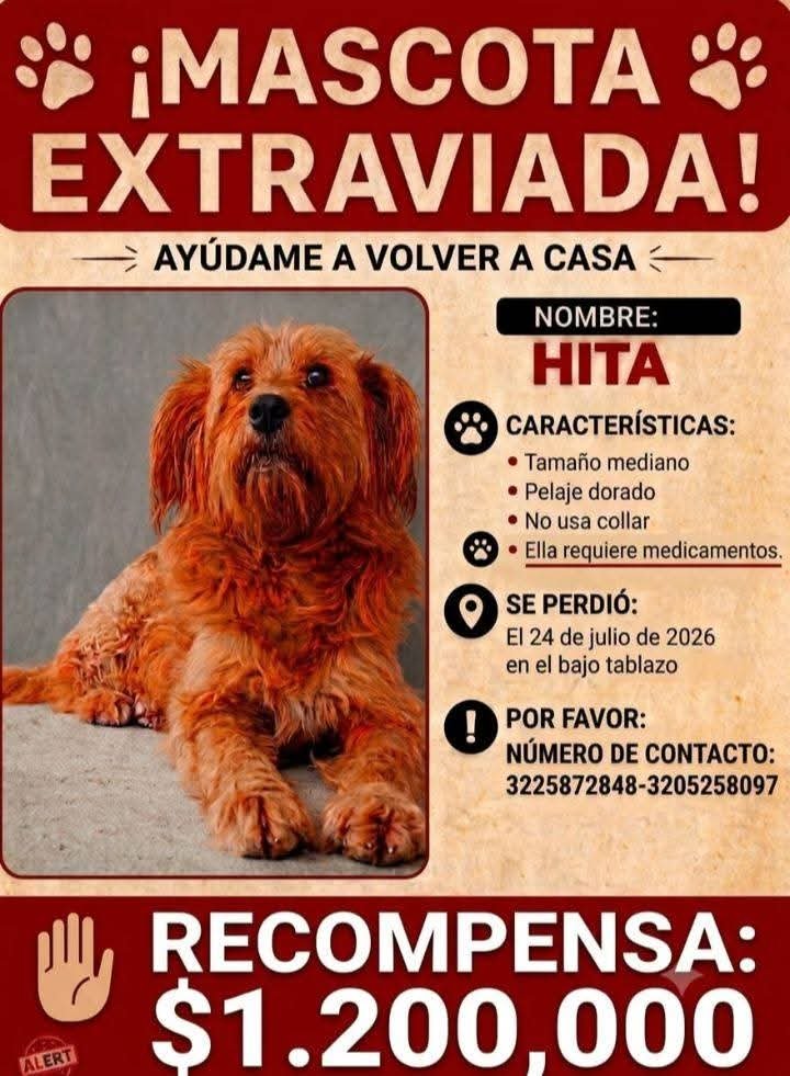 losbuscamos_col's tweet photo. Perdida  Manizales  #MascotasSismoColombia #RescateAnimalSismo #AnimalesTemblorColombia #AnimalitosPerdidosCol #manizales https://t.co/8kOOXOes2X