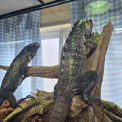 nagatukasa's tweet photo. 🐍元祖徳島爬虫類イベント🦎
🐢【🎊ジャングルハンター第8回開催決定🎉】🐇

🕷8/16(日)・あわぎんホール🐍

【HP必見👇】🦎
https://t.co/chkPmzVpnw

【各店無料チケット配布中👇】
※先行入場から使用可チケット無料配布中⁉️

【主な出展者】
@JapanHunterAss @utautai_penguin @scale58587322 @ago_ikimono @monstarsanimal @eryndil1044 @Cradle_mush @reptilesci2026 @chappi_python @KamuyTribe @pokkuri46 @rep_elmer @DaiDaiReptiles @ryoyaohebi @monsterbox0403 @Foster0928rep

#爬虫類 #カメ #ヤモリ #出店募集受付 #爬虫類イベント #JH徳島 #ジャングルハンター #ジャングルハンター徳島 #爬虫類好きさんと繋がりたい #徳島