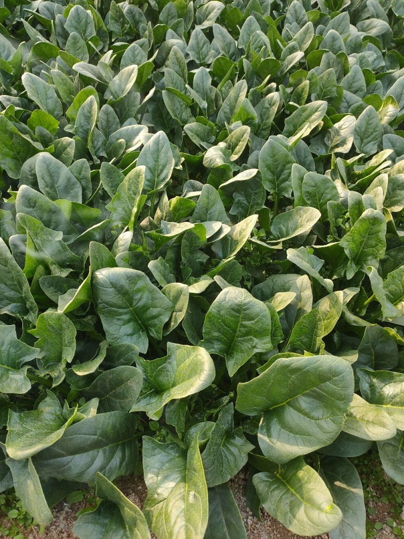 kickthepjboth's tweet photo. This organic spinach from local farms is a game-changer—crunchy, earthy, and packed with flavor, no bitter aftertaste! Perfect for salads or smoothies. ， https://t.co/iSHa5h5Gsi