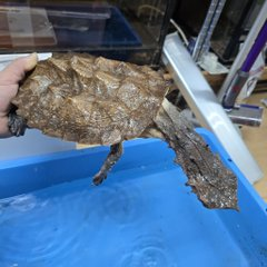 nagatukasa's tweet photo. 🐍元祖徳島爬虫類イベント🦎
🐢【🎊ジャングルハンター第8回開催決定🎉】🐇

🕷8/16(日)・あわぎんホール🐍

【HP必見👇】🦎
https://t.co/chkPmzURxY

【各店無料チケット配布中👇】
※先行入場から使用可チケット無料配布中⁉️

【主な出展者】
@JapanHunterAss @utautai_penguin @scale58587322 @ago_ikimono @monstarsanimal @eryndil1044 @Cradle_mush @reptilesci2026 @chappi_python @KamuyTribe @pokkuri46 @rep_elmer @DaiDaiReptiles @ryoyaohebi @monsterbox0403 @Foster0928rep

#爬虫類 #カメ #ヤモリ #出店募集受付 #爬虫類イベント #JH徳島 #ジャングルハンター #ジャングルハンター徳島 #爬虫類好きさんと繋がりたい #徳島